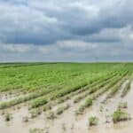 As chuvas no RS prejudicam agropecuária: Lavoura, maquinário, animais