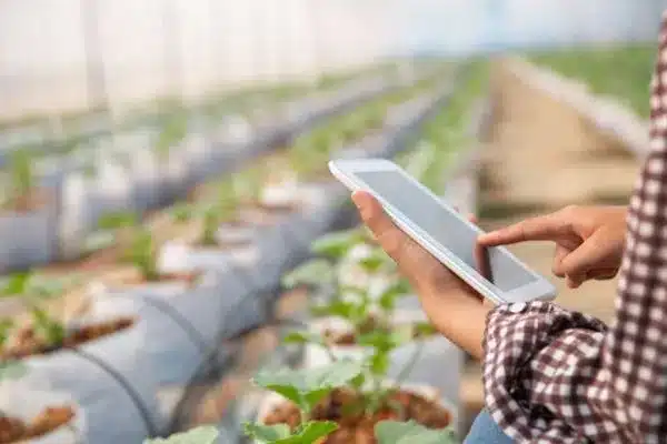 Blockchain na rastreabilidade de produtos agrícolas