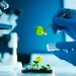 Biotecnologia agrícola: aplicações práticas que aumentam produtividade e sustentabilidade