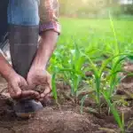 Manejo sustentável do solo: técnicas que aumentam a produtividade e conservam a terra