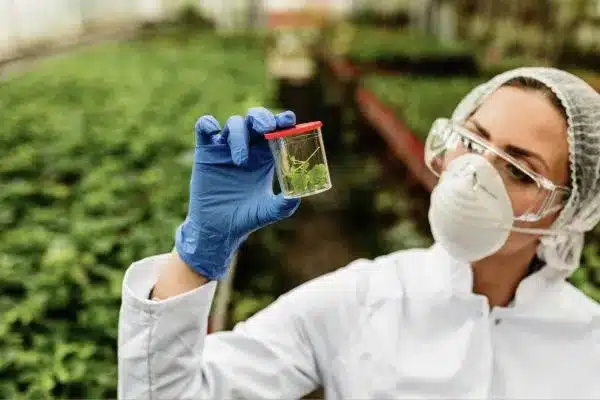 Bioinsumos na agricultura: tipos, como fazer e vantagens para o produtor rural