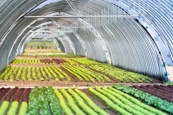 calcular o custo de produção agrícola