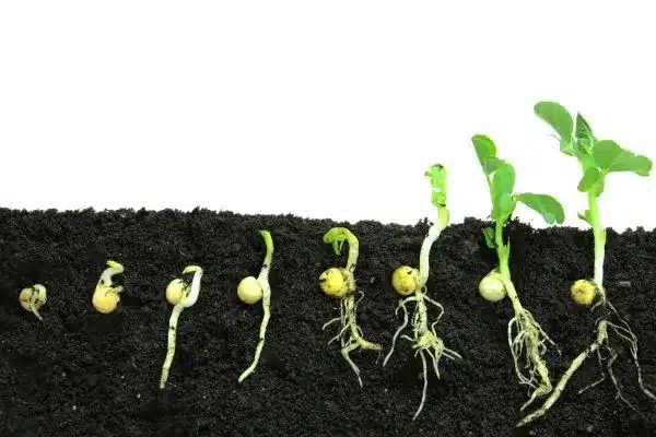 como escolher sementes de alta qualidade