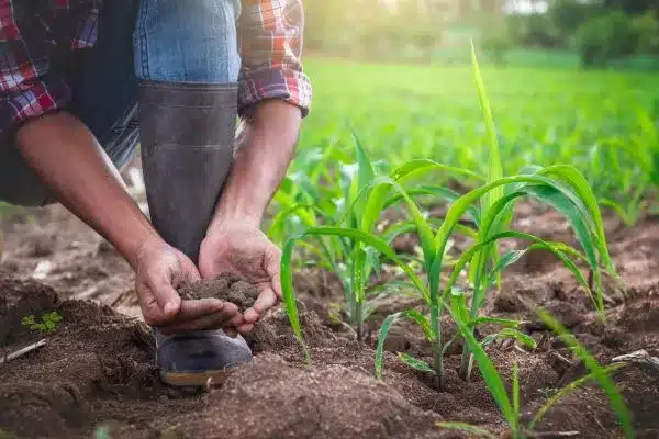 Boas práticas agrícolas para pequenos produtores