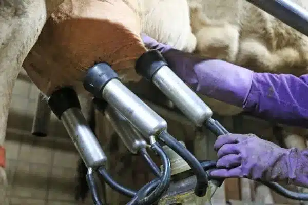 Resíduos de antibióticos no leite