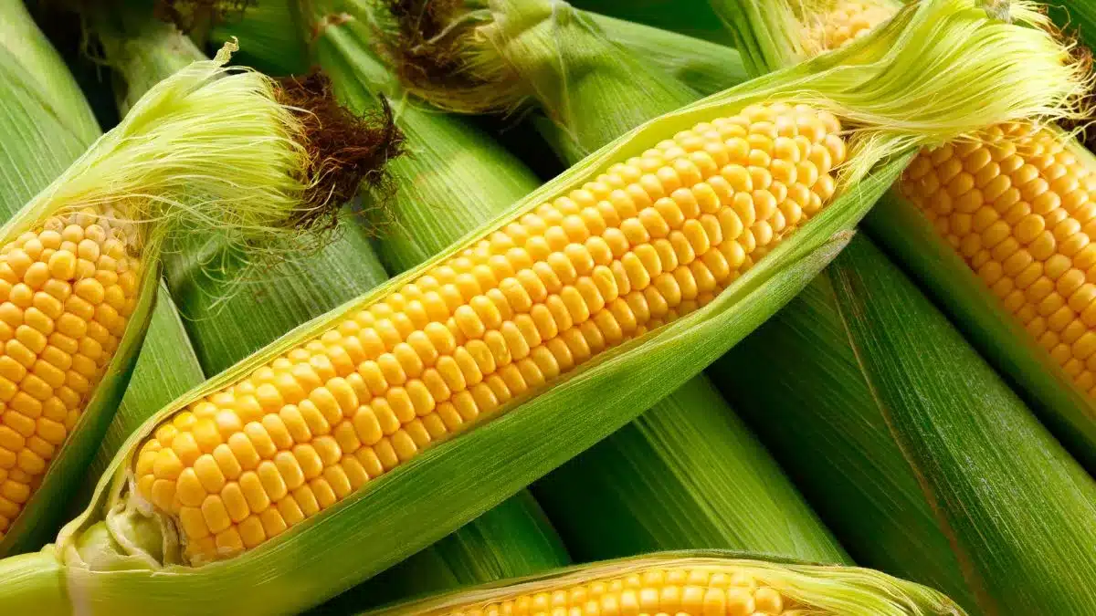 Demanda interna e mercado externo mantêm milho em alta no Brasil e nos Estados Unidos