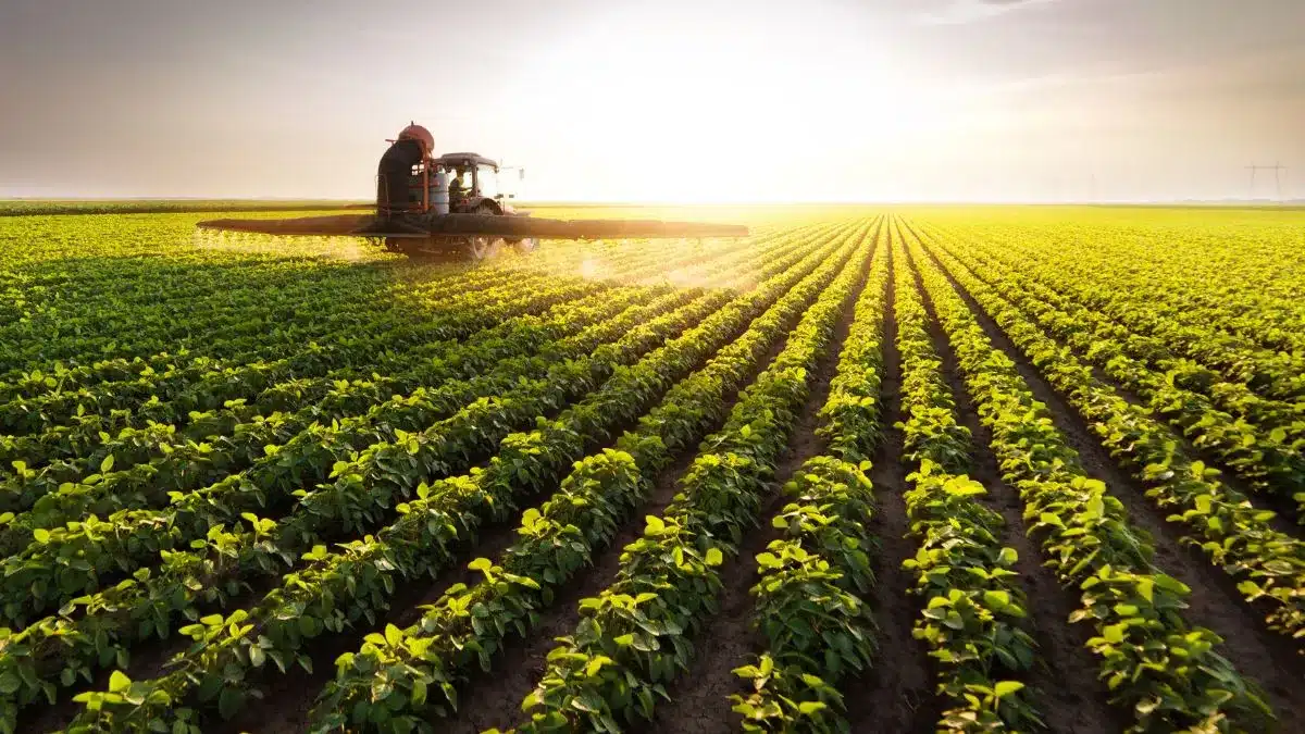 Soja sobe mas mostra sinais de fraqueza por clima irregular e La Niña