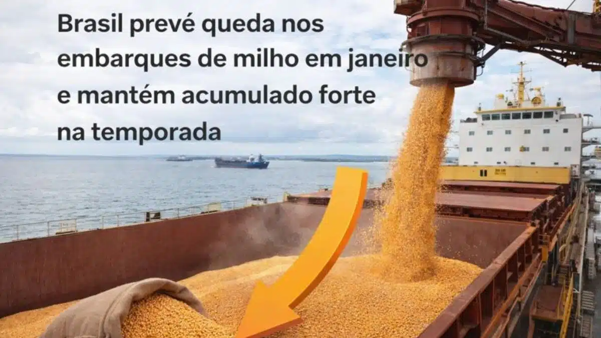 Brasil prevê queda nos embarques de milho