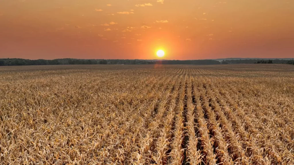 Por que tantos produtores trabalham muito e lucram pouco