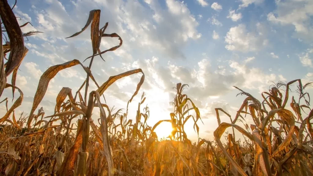 risco climático no agronegócio