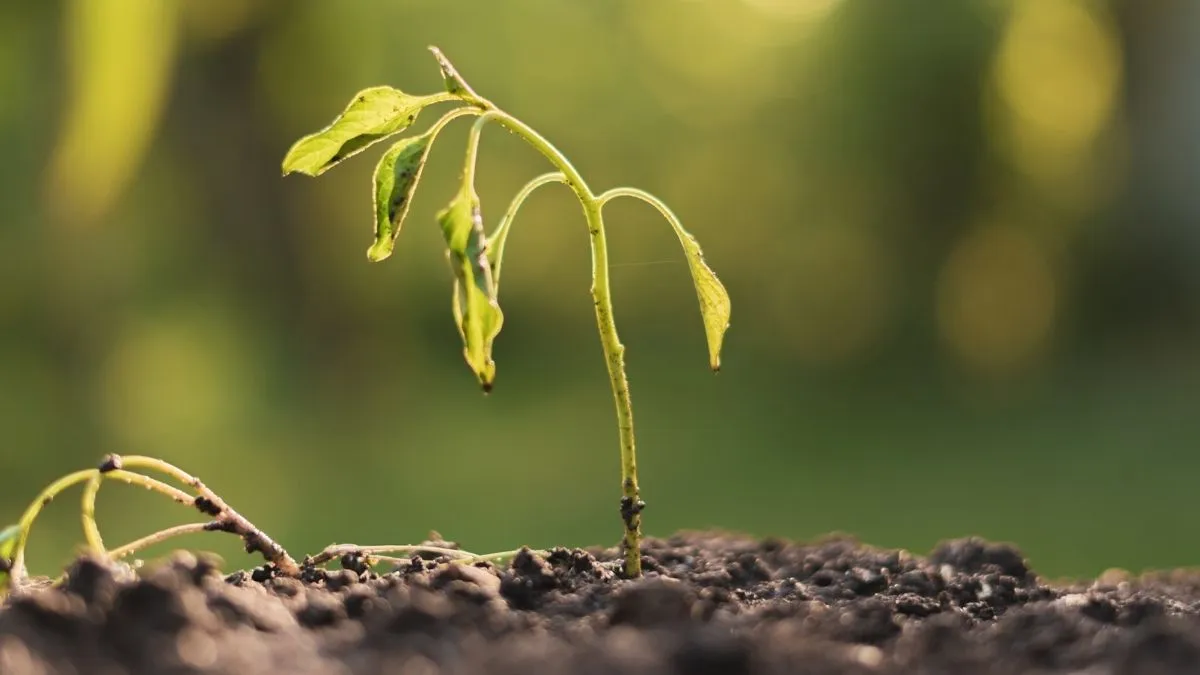 Onde a safra perde dinheiro antes mesmo da colheita
