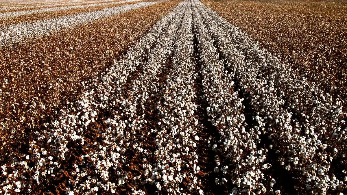 Plantio da segunda safra de algodão acelera e mantém Brasil na liderança das exportações