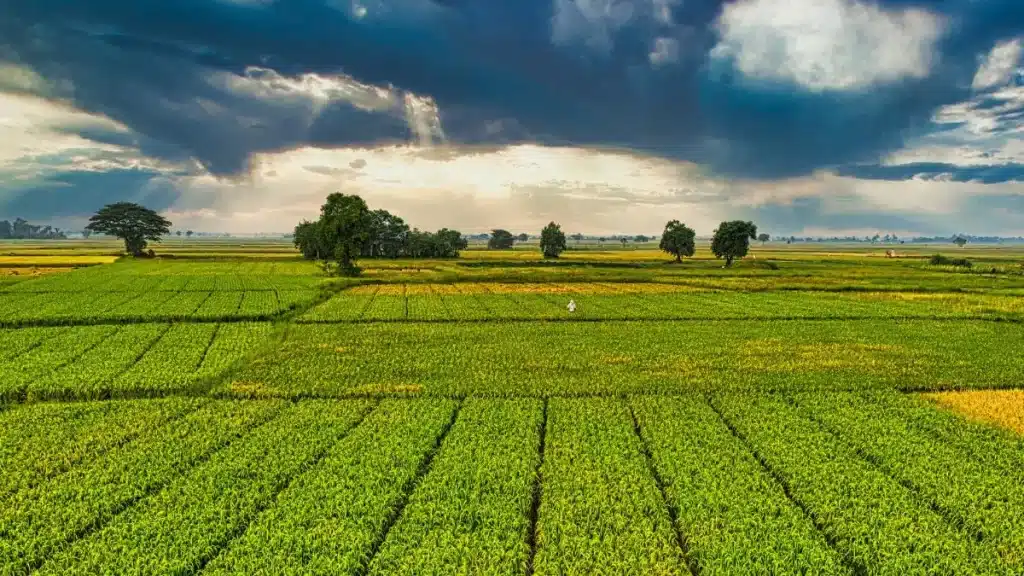 gestão estratégica no agronegócio
