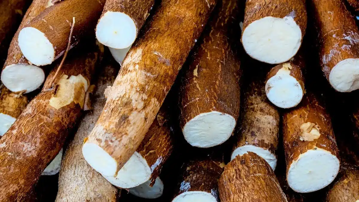 Mandioca mantém alta pelo segundo mês seguido com oferta restrita e demanda firme