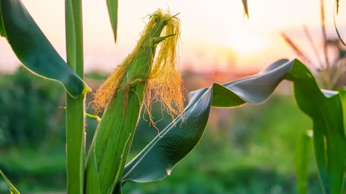 Plantio da safrinha de milho fica atrás do ano anterior e da média de cinco anos
