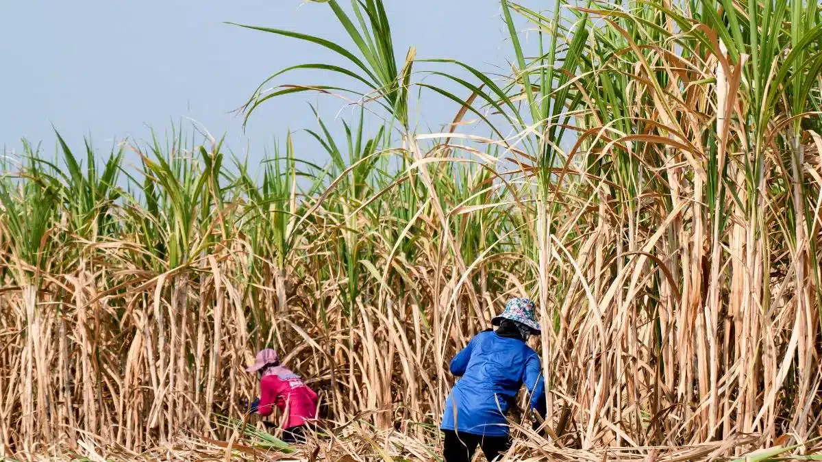 Risco climático da cana em Goiás aumenta com chuvas irregulares