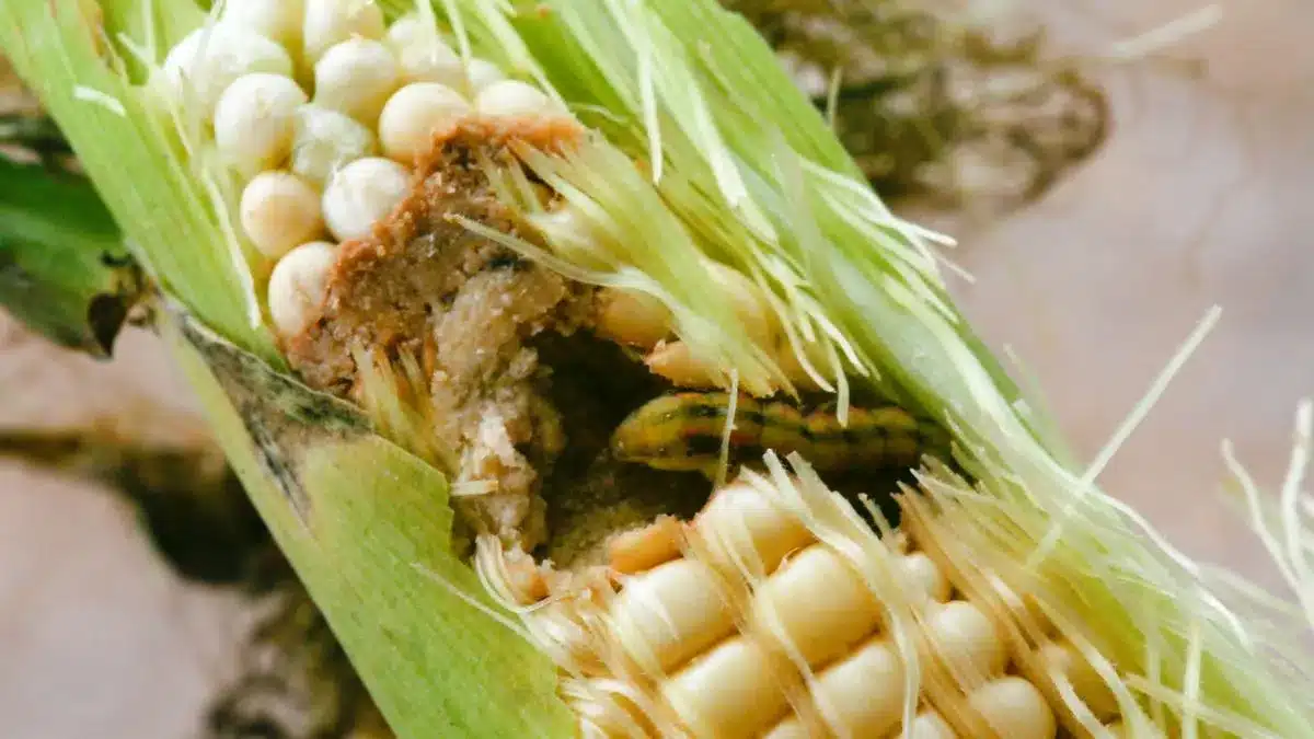 Pragas no início do milho exigem monitoramento rigoroso e manejo integrado