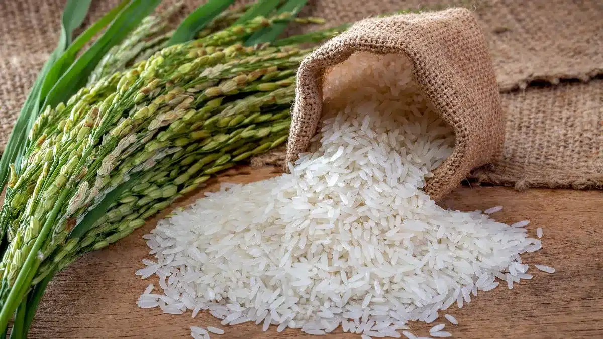 Arroz perde protagonismo na mesa brasileira e setor busca se reinventar