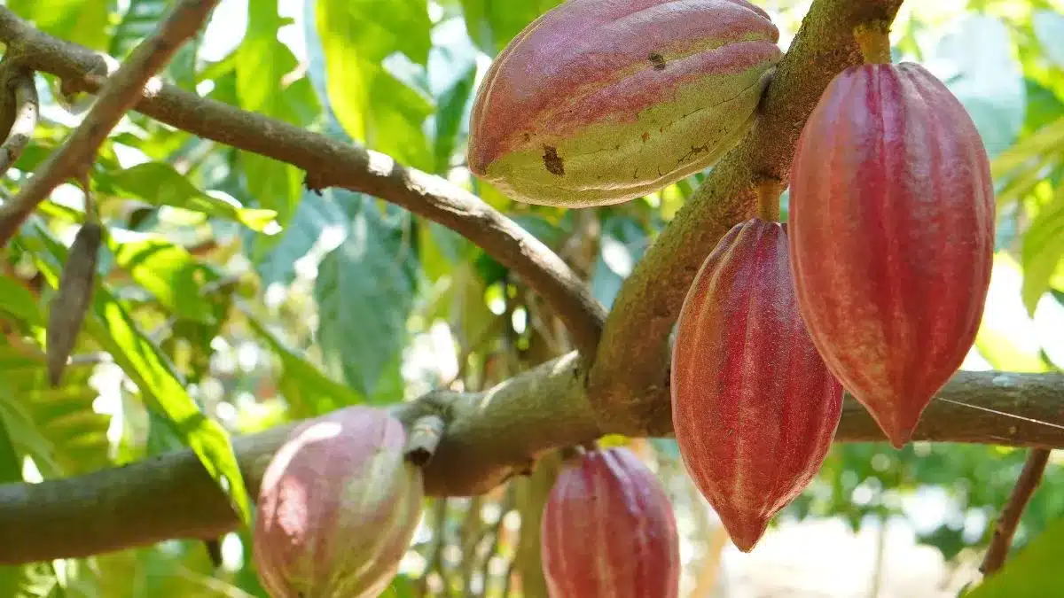 Cacau entra em novo ciclo com superávit mundial e preços ainda altos por volatilidade