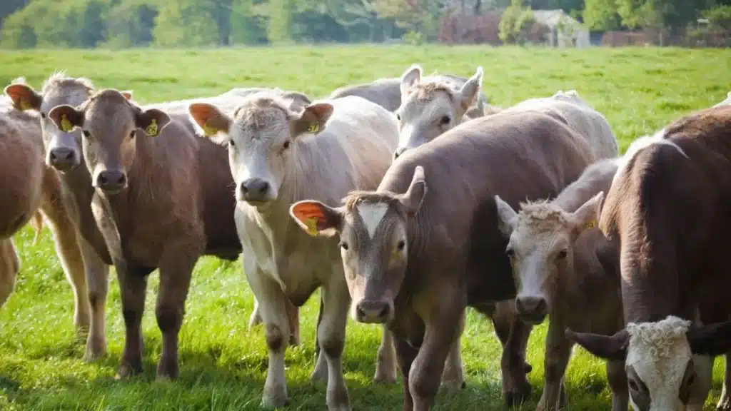 diferença entre agricultura e agropecuária