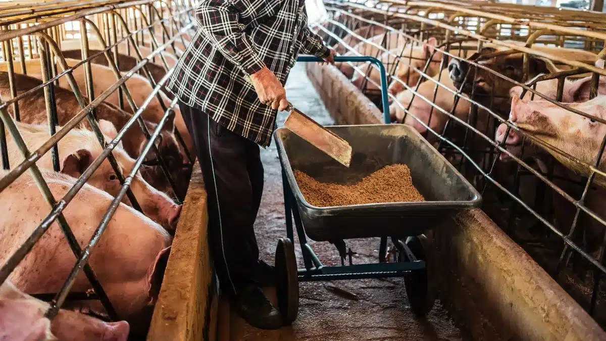 Proteases na nutrição de suínos melhoram digestão