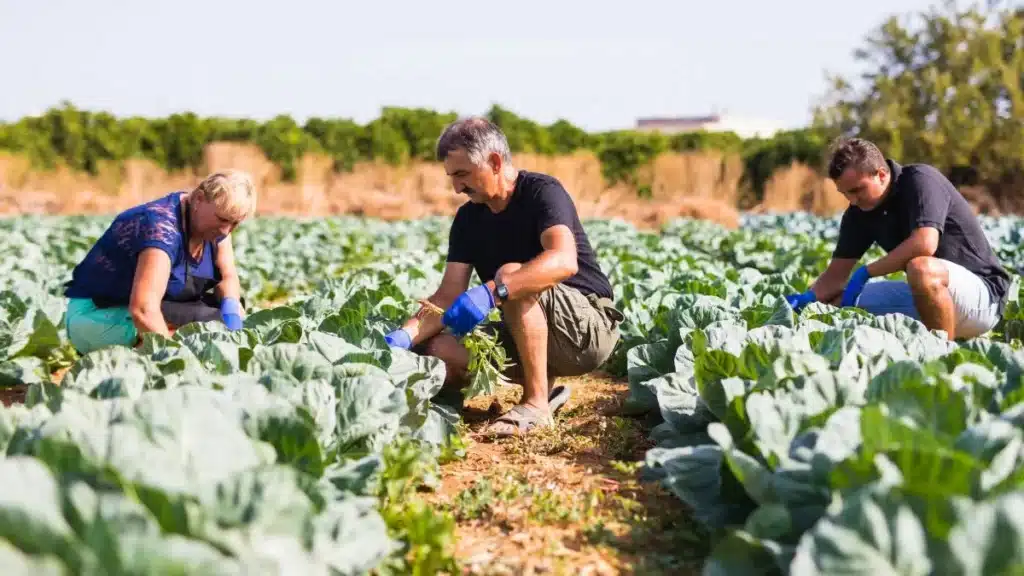 Agricultura familiar ainda é essencial