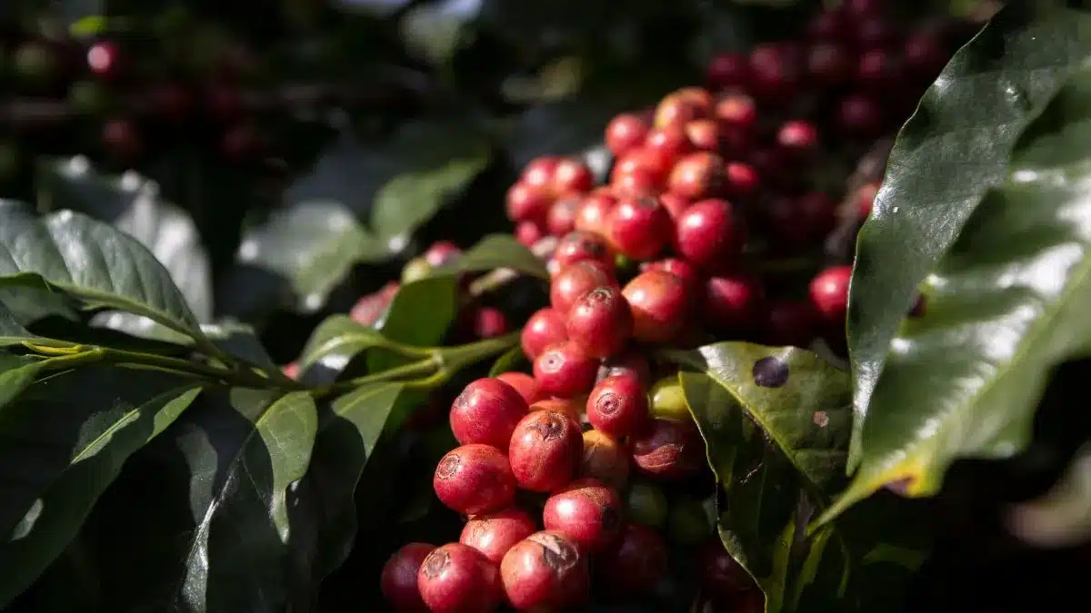 Café recua no Brasil e no exterior diante de expectativa de safra forte, com mercado dividido entre arábica e robusta