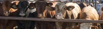 Confinamento de bovinos avança no Brasil com planejamento sanitário e tecnologia para elevar a produtividade