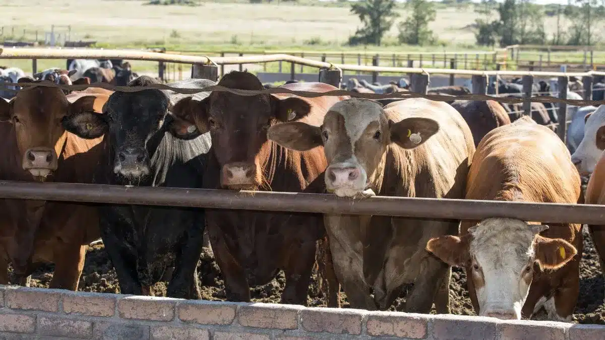 Confinamento de bovinos avança no Brasil com planejamento sanitário e tecnologia para elevar a produtividade