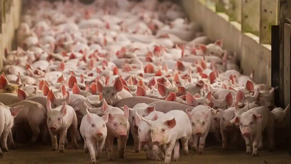 Mercado de suínos permanece estável e setor aposta em demanda maior no Dia das Mães