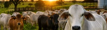 O que é pecuária? Entenda como funciona um dos setores mais fortes do agro