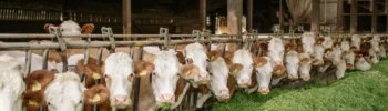 Queda da arroba do boi gordo atinge estados produtores e o mercado acompanha exportações brasileiras fortes