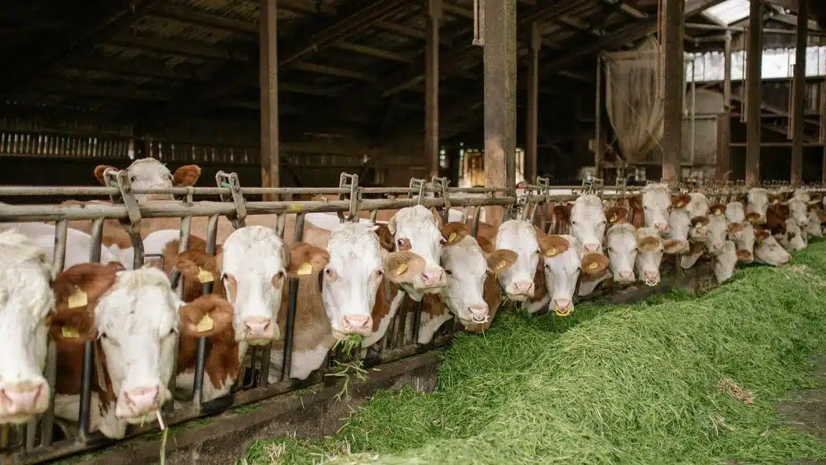 Queda da arroba do boi gordo atinge estados produtores e o mercado acompanha exportações brasileiras fortes