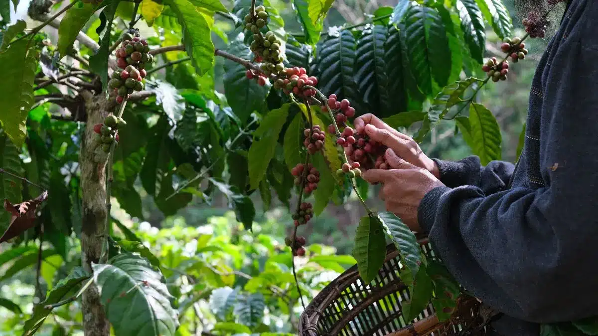 Safra de café conilon e arábica avança devagar e a comercialização está abaixo da média