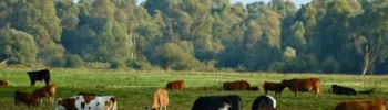Terminação Intensiva a Pasto avança no Brasil e aumenta a produção de carne sem abrir novas pastagens