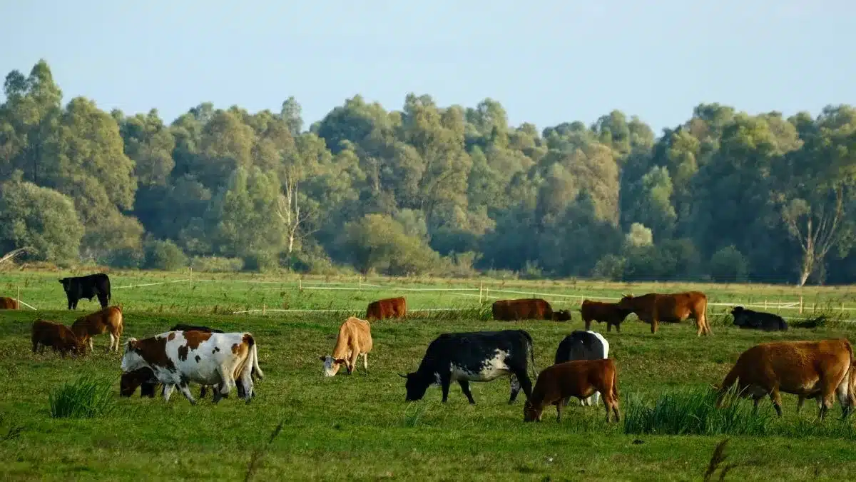 Terminação Intensiva a Pasto avança no Brasil e aumenta a produção de carne sem abrir novas pastagens