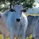 Brasil vira destaque na carne bovina com demanda mundial alta e debates sobre rastreabilidade e clima