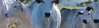 Brasil vira destaque na carne bovina com demanda mundial alta e debates sobre rastreabilidade e clima