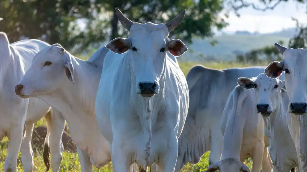 Brasil vira destaque na carne bovina com demanda mundial alta e debates sobre rastreabilidade e clima