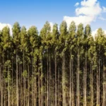 Eucalipto em São Paulo impulsiona a silvicultura e fortalece o agronegócio paulista
