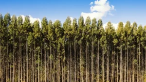 Eucalipto em São Paulo impulsiona a silvicultura e fortalece o agronegócio paulista