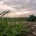 Mercado de açúcar segue pressionado e analistas mantêm visão negativa para os preços no curto prazo