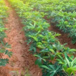 Preço da mandioca cai no Brasil com oferta alta e incerteza climática