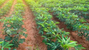 Preço da mandioca cai no Brasil com oferta alta e incerteza climática
