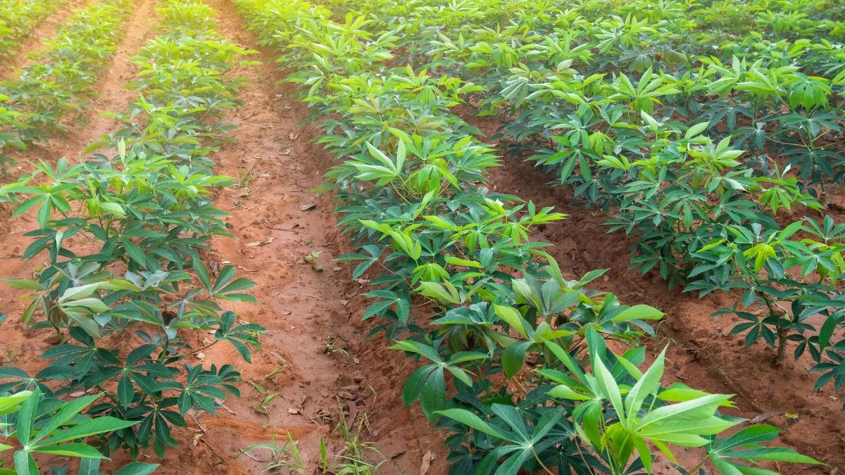 Preço da mandioca cai no Brasil com oferta alta e incerteza climática