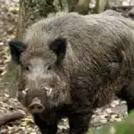 Produtores ajudam a ampliar mapa de ocorrências de javalis em Mato Grosso do Sul