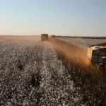 Algodão em Mato Grosso tem produção prevista maior mesmo com área plantada menor e clima pode definir o resultado