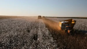 Algodão em Mato Grosso tem produção prevista maior mesmo com área plantada menor e clima pode definir o resultado