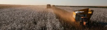 Algodão em Mato Grosso tem produção prevista maior mesmo com área plantada menor e clima pode definir o resultado