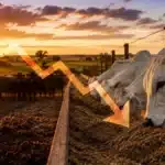 Boi Gordo em Queda: O que Esperar do Mercado Pecuário no Segundo Semestre